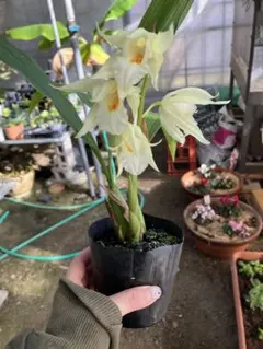 ヤッホー様専用　セロジネ　クミンギー　ポット苗　花芽あり