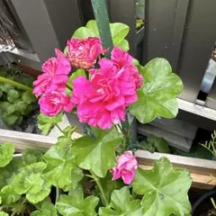 ゼラニウム苗のサムネイル