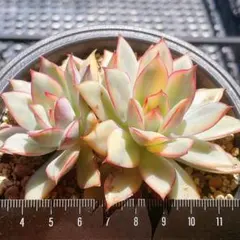 2025年最新】ムーンガドニス錦の人気アイテム - メルカリ