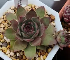 Oregon Sky 仔付 Sempervivum センペルビブム - メルカリ
