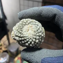 M19様 リクエスト 2点 まとめ商品