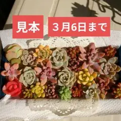 ❤️多肉植物❤️カット苗詰め合わせ　多肉弁当　寄せ植えセット　つぶつぶ　②