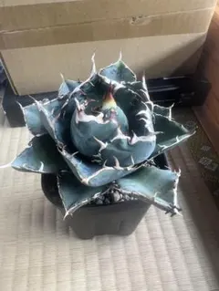 2025年最新】白鯨の人気アイテム - メルカリ