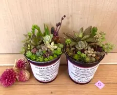 D 大容量　多肉植物　寄せ植え　育て方メモつき❤️ カラフル　2つセット