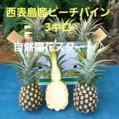 西表島産 ピーチパイン3キロのサムネイル