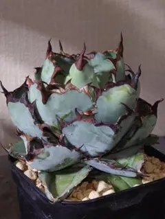 レア特価【CG産】アガベ チタノタ シチリア スパチタ カクタスグリーン