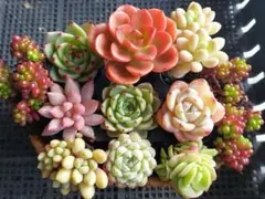 ★レッドベリーたっぷり人気種セット①★抜き苗★エケベリア★多肉★多肉植物寄せ植え
