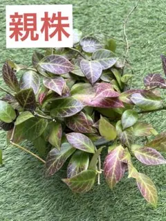ホヤ⭐︎オブスクラ