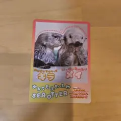 鳥羽水族館 コレクションカード vol.2 ラッコ キラ メイ - メルカリ
