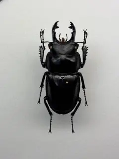 大型ペア】クロオオクワガタコガネ 標本 Fruhstorferia anthr - メルカリ