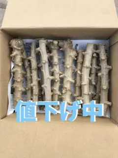 徳之島産キャッサバ苗挿木用苗200本入り 只今値下げ中 2026年最新】キャッサバ芋の人気アイテム - メルカリ