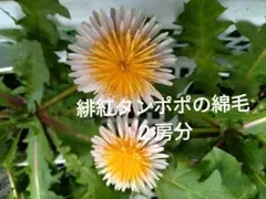 2026年最新】たんぽぽの人気アイテム - メルカリ
