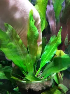 こり夫様 リクエスト 2点 まとめ商品