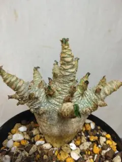 アデニウム ドーセットホーン 獅子葉 × 杉山悠 鉢 アデニウム ドーセットホーン 獅子葉 × 杉山悠 鉢 塊根植物