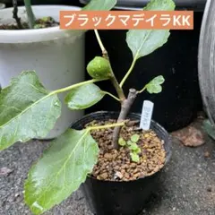 2026年最新】Black Madeira KK の人気アイテム - メルカリ