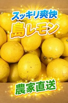 国産　レモン　無農薬　2.8kg　家庭用　農家直送　さわやか　送料無料のサムネイル