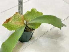 willinckii cotton cloud spore 1ケース 2025年最新】cotton cloud ビカクシダの人気アイテム - メルカリ