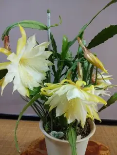 のこのこ様 リクエスト 3点 まとめ商品