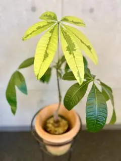 2026年最新】パキラ ムーンライトの人気アイテム - メルカリ