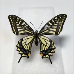 アゲハチョウ　アゲハ蝶　樹脂標本 Amazon.co.jp: 蝶の標本 コウトウキシタアゲハ T.magellanus