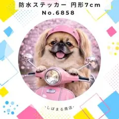 【送料無料❣️】ペキニーズ防水ステッカー 桜 7cm 円形