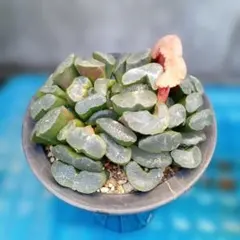 ハオルチア 玉扇 4株 【匿名発送】【メルカリ便】 - メルカリ