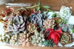 多肉植物 寄せ植えセット