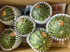 上州産 こだま西瓜 ７玉セット 箱込み9キロからのサムネイル
