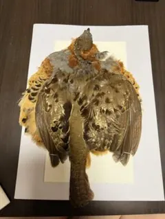 Item thumbnail for item c1bd71b9-6138-482e-aa31-ecee3afb674c