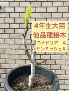 2026年最新】いちじく台木の人気アイテム - メルカリ
