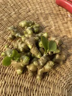 あーちゃん!是非　見に来て下さい！様 リクエスト 2点 まとめ商品