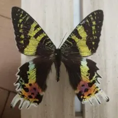 LAST個体】ピカソモスタナバタユタカヤガ蛾ルナモスミズアオモルフォ