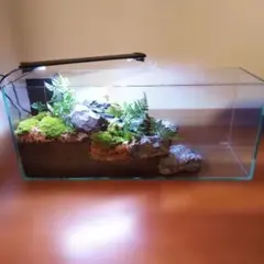 アクアテラリウム 白樺の森 水槽 完成品 - メルカリ