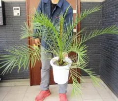 2026年最新】カナリーヤシの人気アイテム - メルカリ