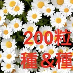 ノースポール種200粒以上＆選べる花種プレゼントNo65のサムネイル