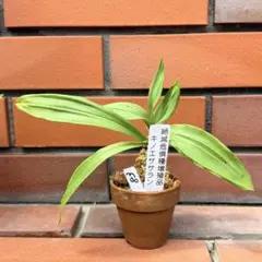 山野草 突然変異種 キバナクロユリ 10.5B - メルカリ