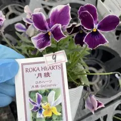 2026年最新】苗の人気アイテム - メルカリ