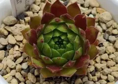 多肉植物 センペルビウム オレンジディップ No.25【白】 - メルカリ