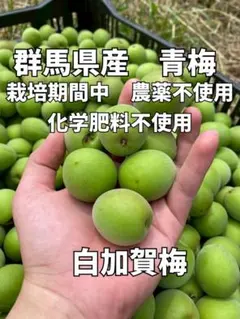 群馬県産 減農薬 白加賀 青梅S·M混合6キロ - メルカリ