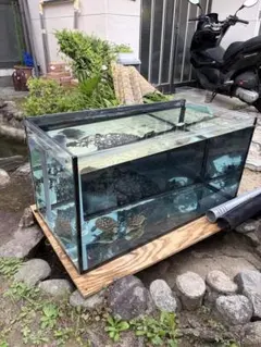 爬虫類ケージ 80×40×40 サイドアクリル 飼育ケージ ケージ 爬虫類