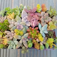 2　詰め合わせ　カット苗　多肉植物