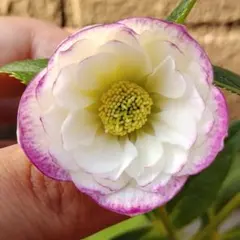 2025年最新】クリスマスローズ 苗 加藤農園の人気アイテム - メルカリ