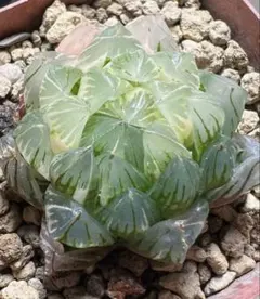 多肉植物 ハオルチア ブルーレンズオブツーサ錦 極上斑 鮮明錦 超美品