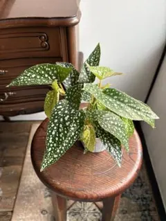 2025年最新】ベゴニアマクラータの人気アイテム - メルカリ