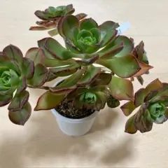 みんみん様 リクエスト 3点 まとめ商品