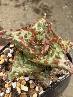花仔　アロエ　ハイブリッド　Aloe hybrid 花仔株　第四種　J−1 花仔 アロエ ハイブリッド Aloe hybrid 花仔株 第四種 J−1 - メルカリ