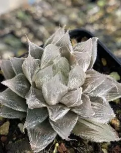 2026年最新】白狐伝の人気アイテム - メルカリ