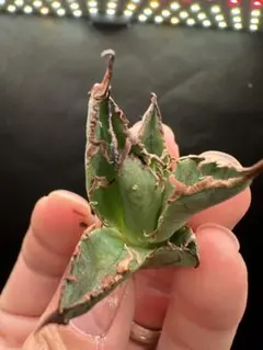 super　シーザー 凱撤 OC セール品_12