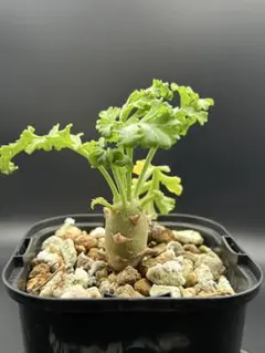 2025年最新】クリズミフォリウムの人気アイテム - メルカリ