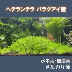 2026年最新】魚用品・水草の人気アイテム - メルカリ